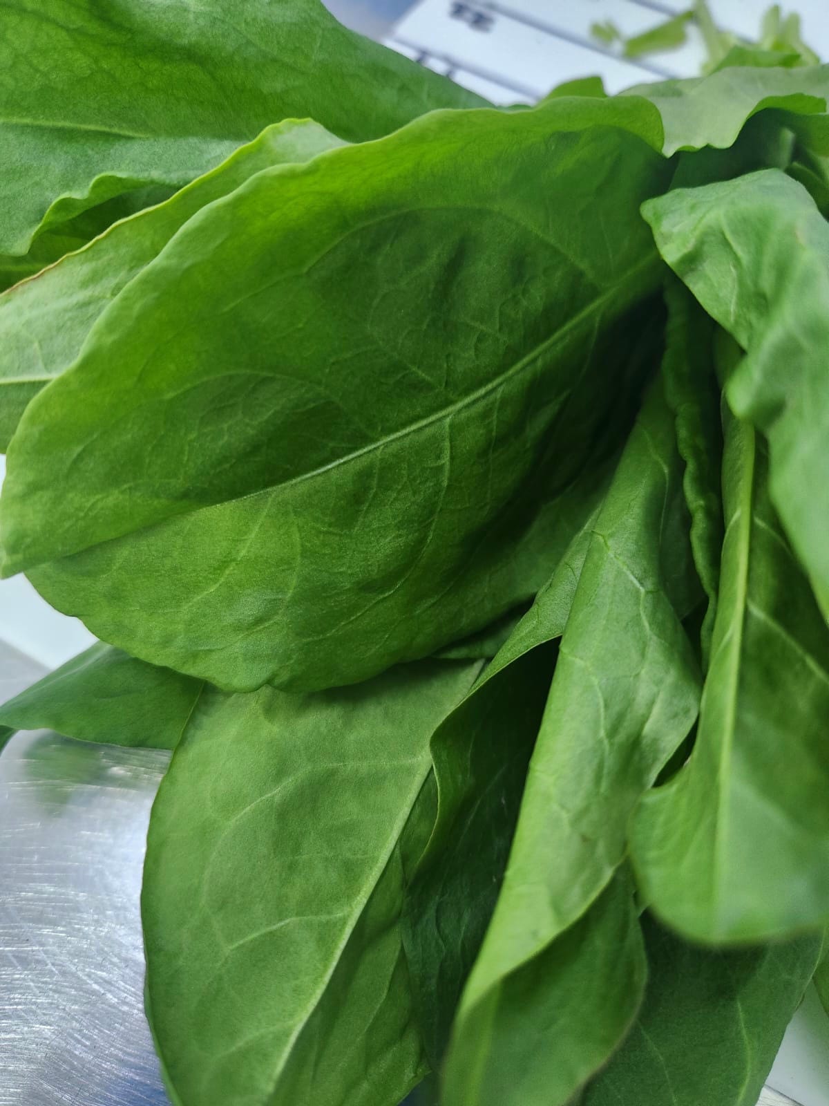 Sorrel.jpg