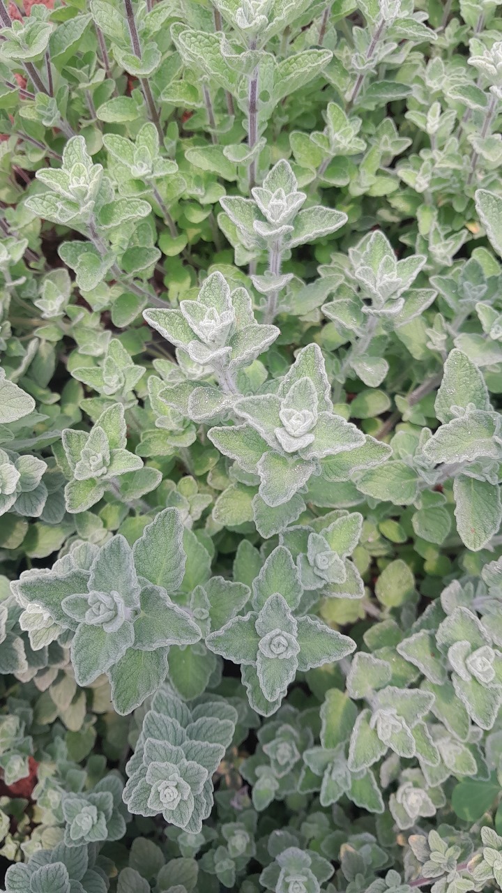 product oregano.jpg